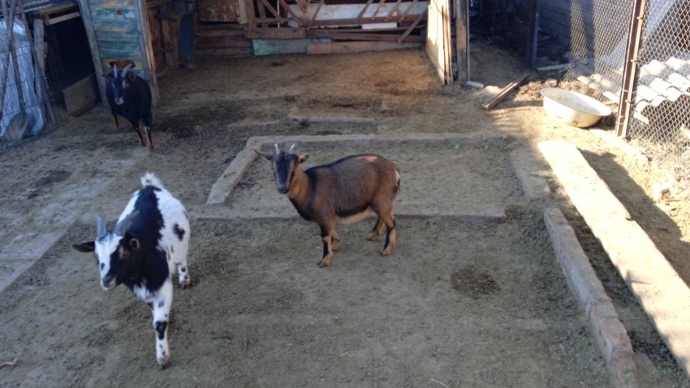 Камерунские карликовые козы