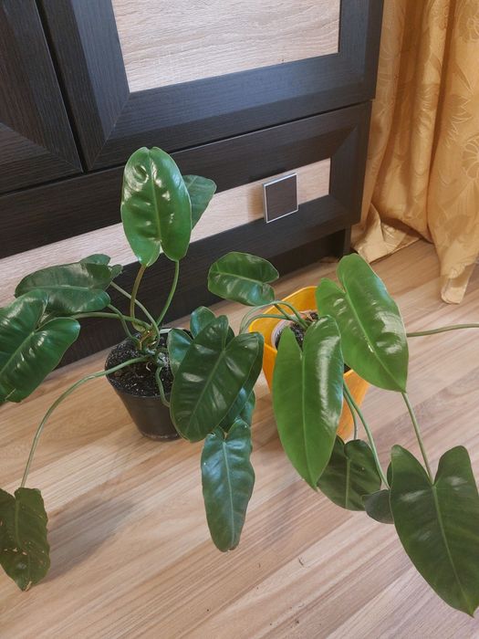 Рослина філадендрон "Бурлемакс "