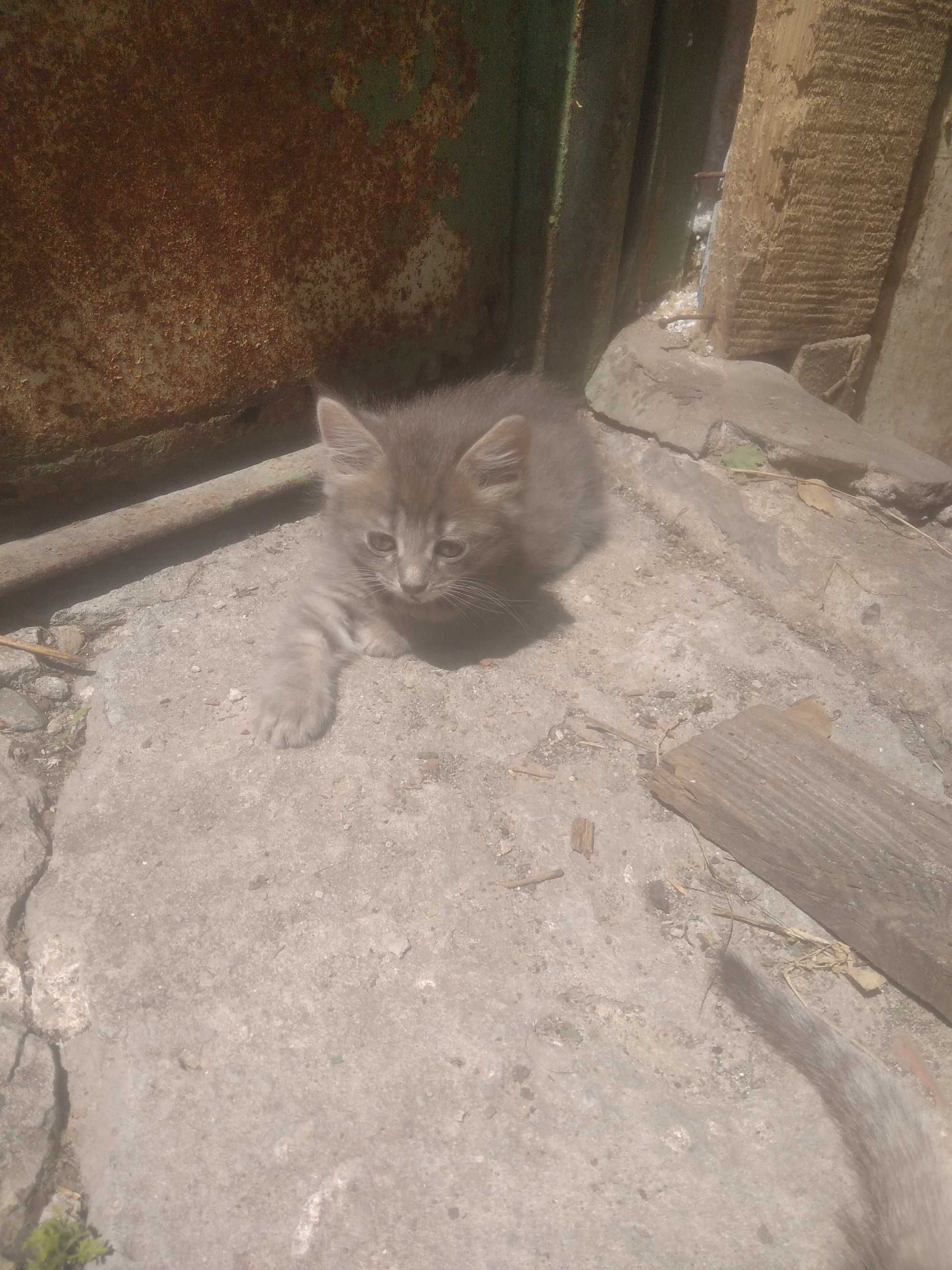 Безкоштовно кошеня в добрі руки