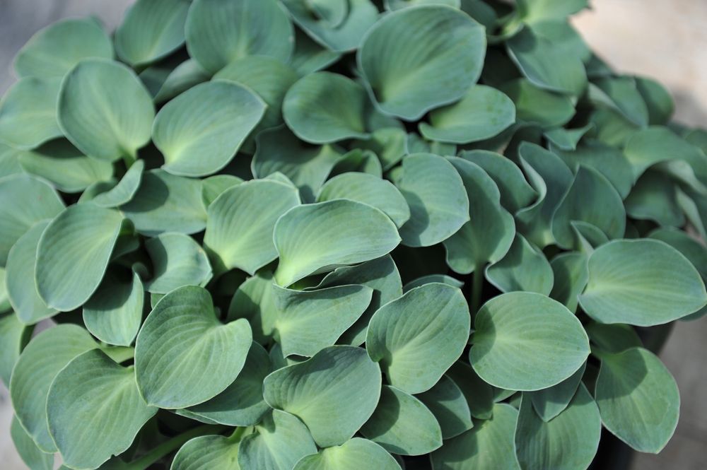 Funkia Hosta 'Blue Mouse Ears' W DONICZCE 2L, NIEBIESKA, Miniaturka