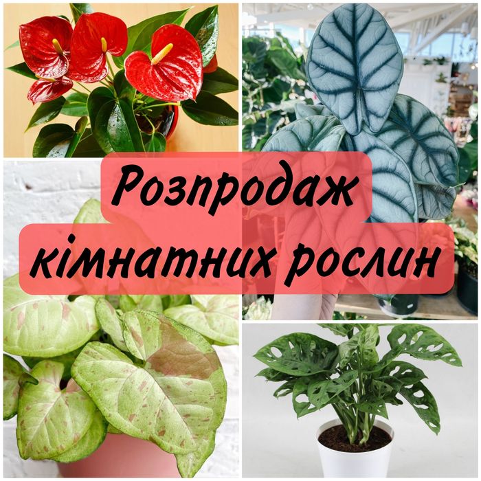 Розпродаж, уцінка рослин алоказія, монстера, антуріум,  сингоніум