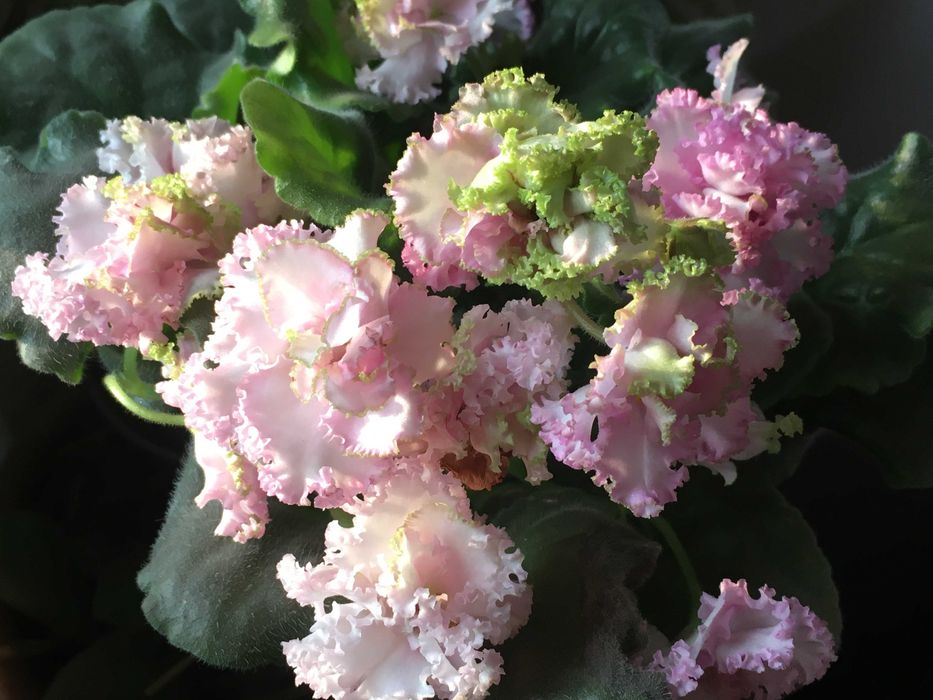 Продам фиалку Irish Cream