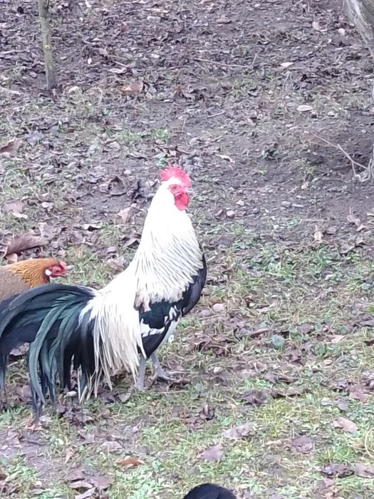 Jaja lęgowe od Feniksów, aracuan,amey cemani, liliputy,