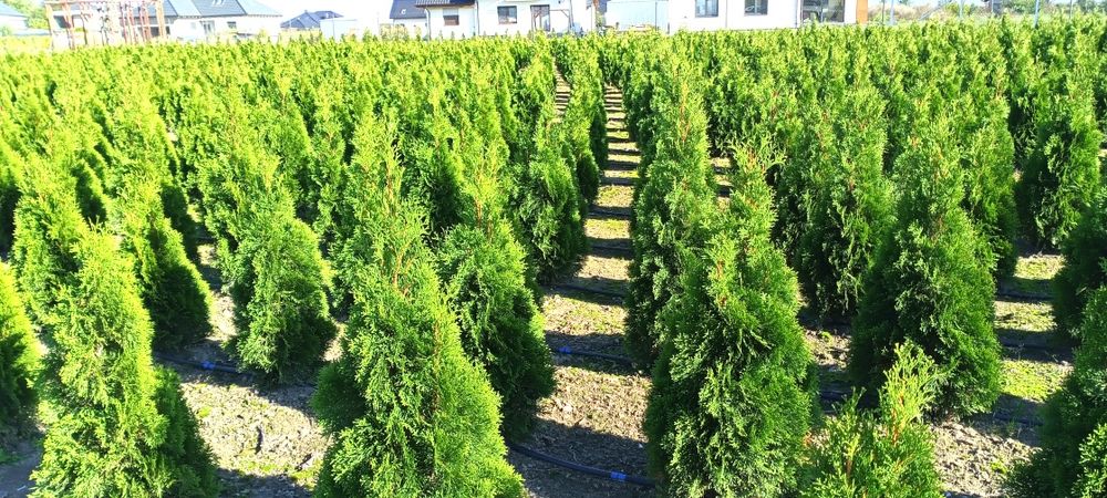 Sprzedam Tuje Szmaragd 180cm.