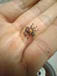 Psalmopoeus irmini