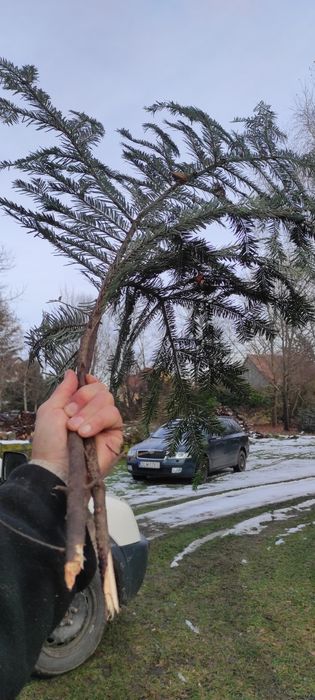 50 sztuk gałęzi na stroiki świerk, jodła, sosna żółta