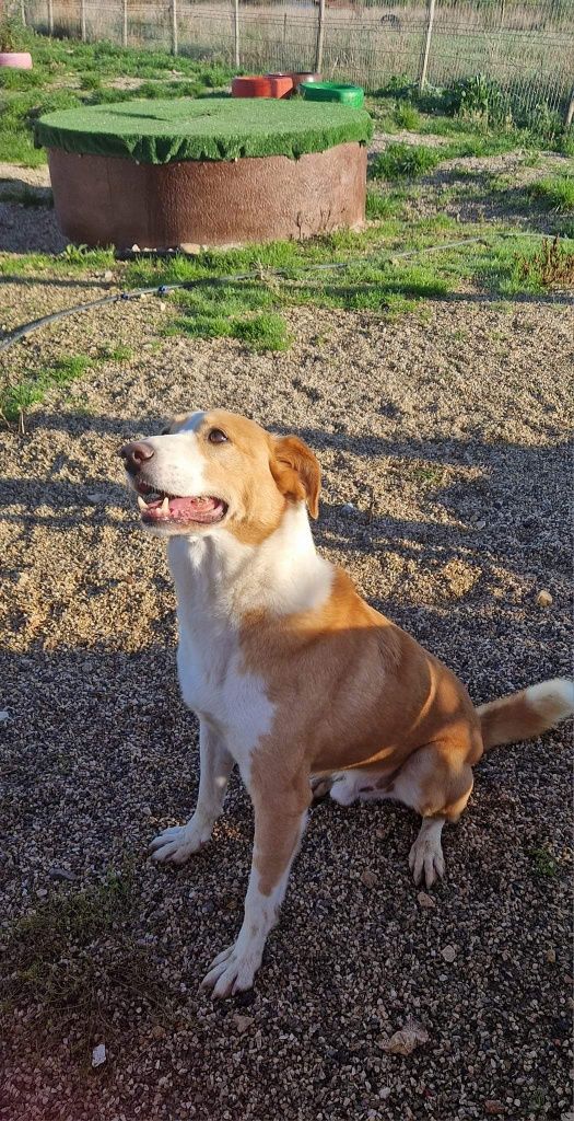 Simba - cão médio para adoção