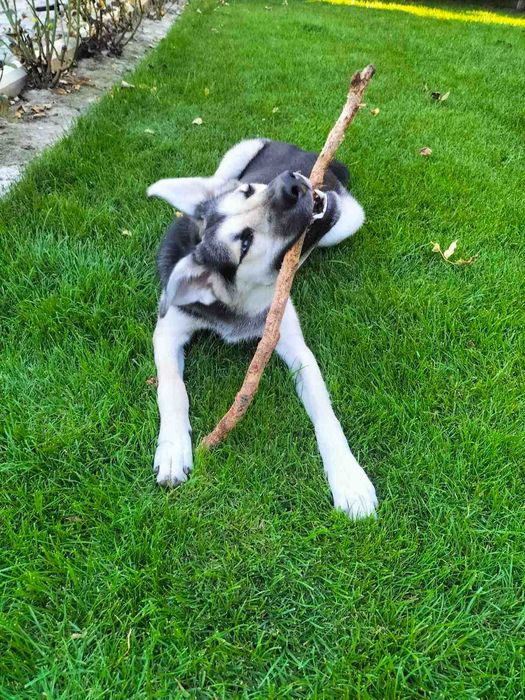 Красуня стерилізована дівчинка, один рік