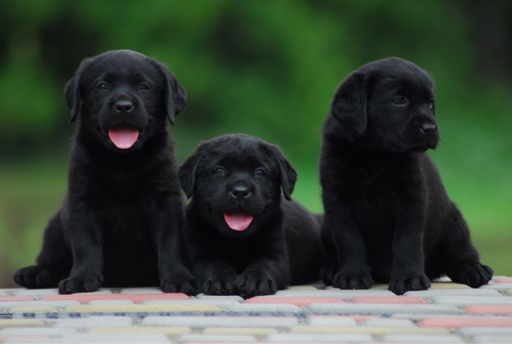Лабрадор ретривер чорна дівчинка.