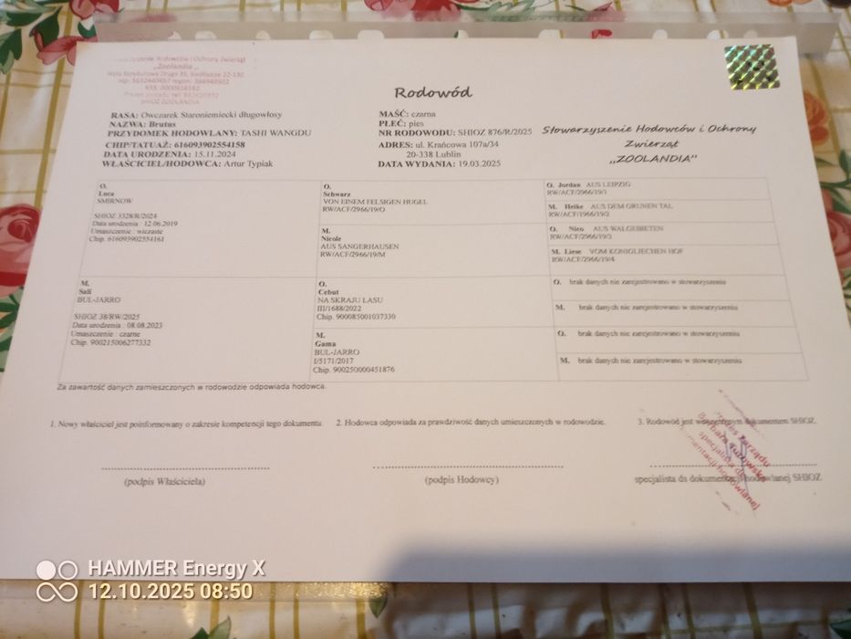 0wczarek staroniemiecki czarny długowłosy pies 11, miesięcy rodowód