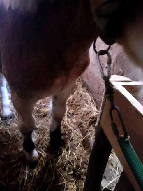 Sprzedam źróbkę zimnokrwistą