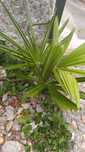 Vendo Plantas/flores