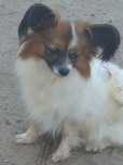 Spaniel kontynentalny/ Dorosla sunia