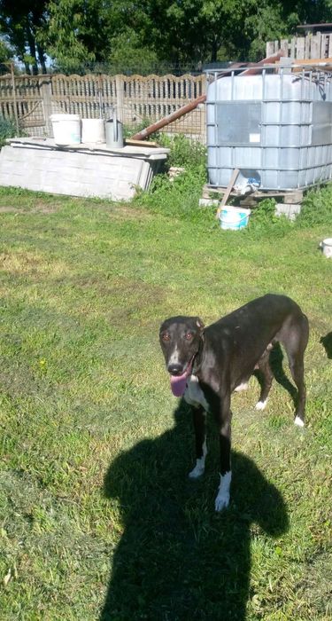 Chart  Polski za darmo