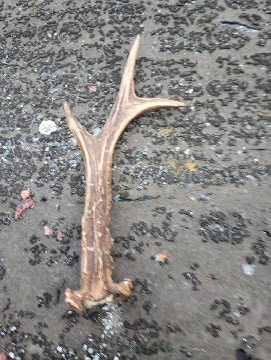 Poroża Jelenia 3 sztuki