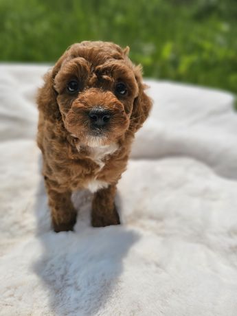 Piesek maltipoo f1b badania genetyczne pudel toy maltipoo