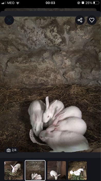 Coelho branco da Florida