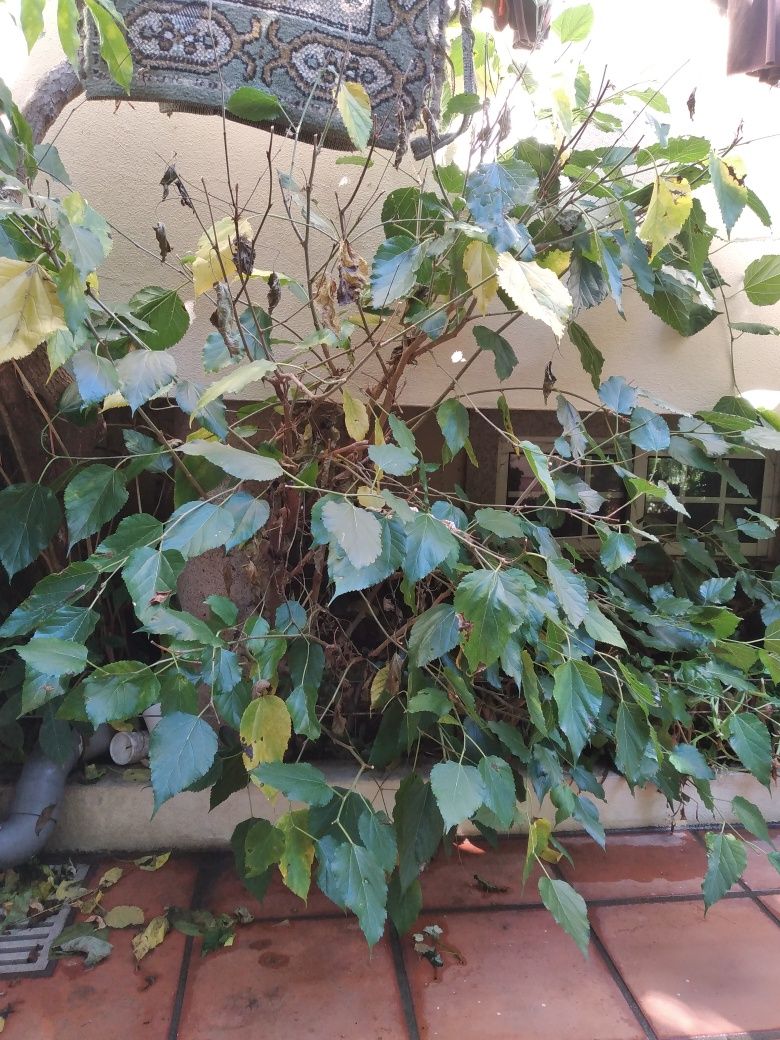 amoreira a dar fruto
