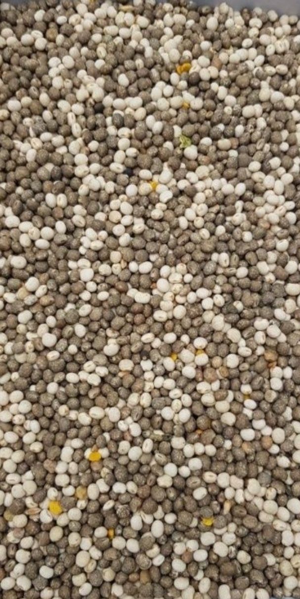 Łubin na poplon 4 kg za 18 zł
