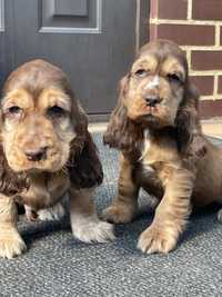 Piesek cocker spaniel angielski czekoladowy podpalany