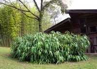 Bambu Indocalamus tessellatus