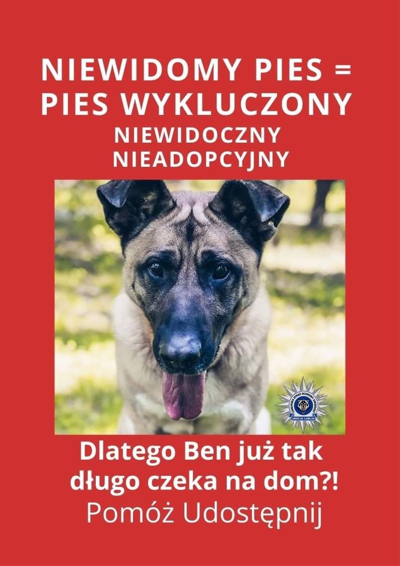 Niewidoczny dla ludzi, niewidomy psiak! Uratuj go! Błagamy