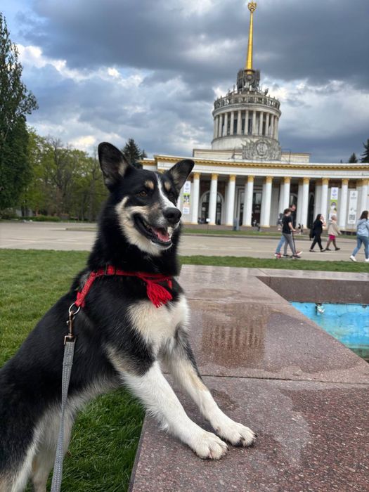 Лайка безкоштовно