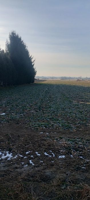 Sprzedam działki w Sitnie