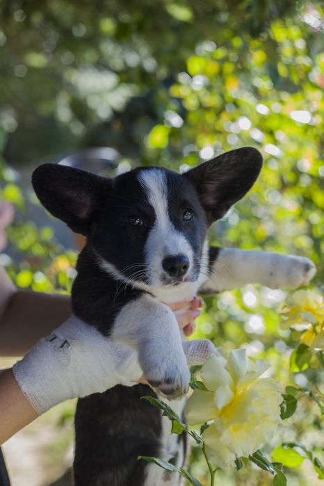 Suczka Welsh Corgi