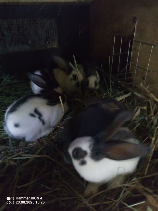 Króliki olbrzym srokacz