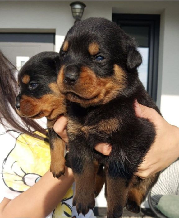 Rottweiler szczeniak