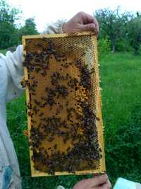 бджоли, відводки, бджолопакети