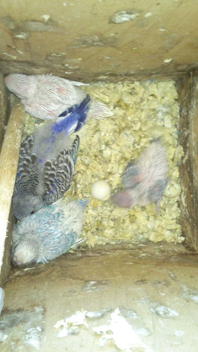 papugi faliste śliczne kolorowe inne