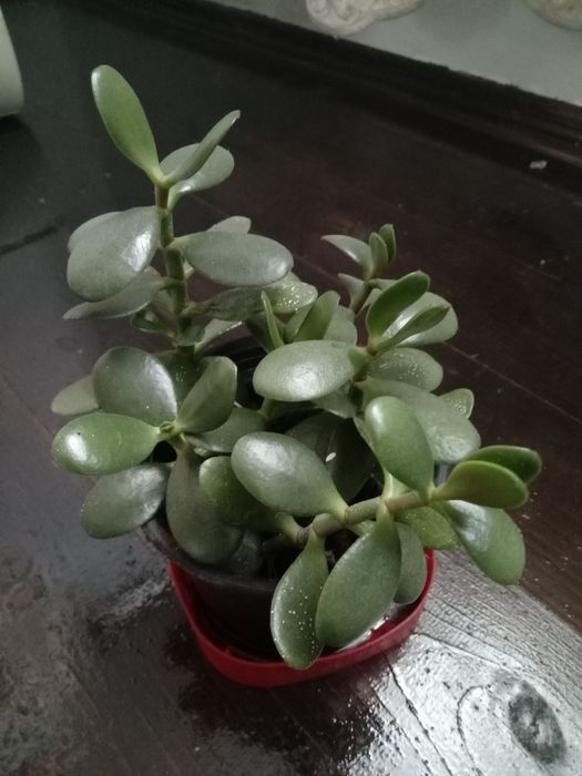 Грошове деревце сажанці