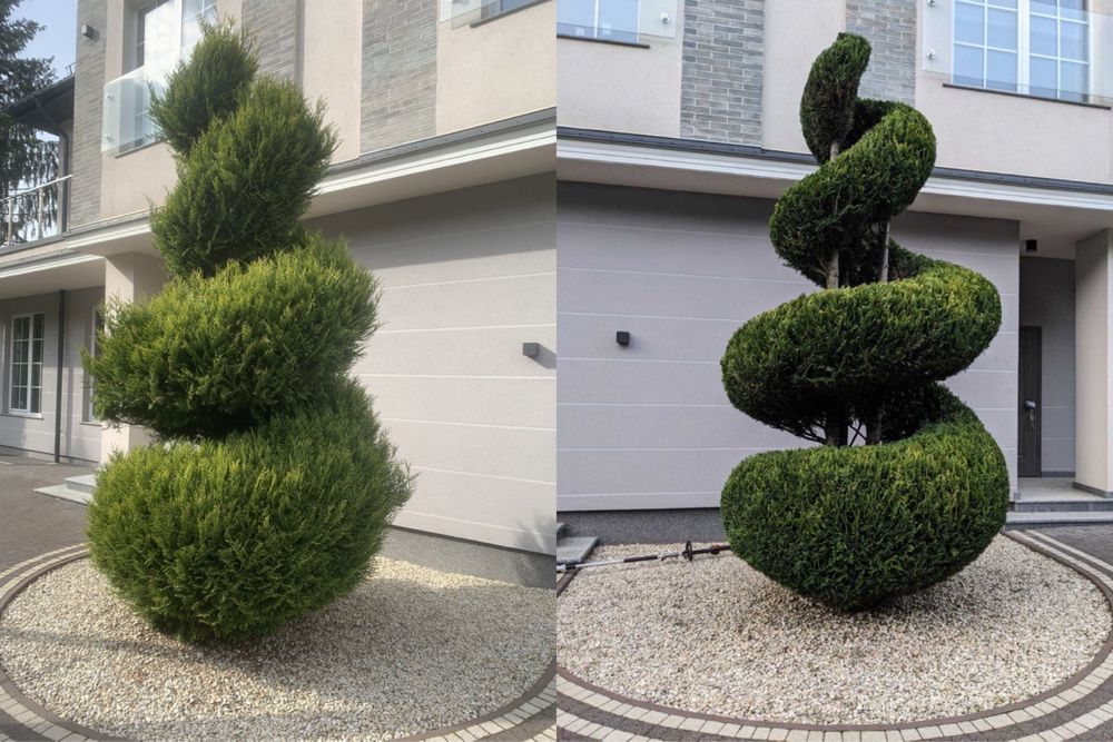 Стрижка туй, живоплоту. Чистка території,обрізка дерев,догляд за садом