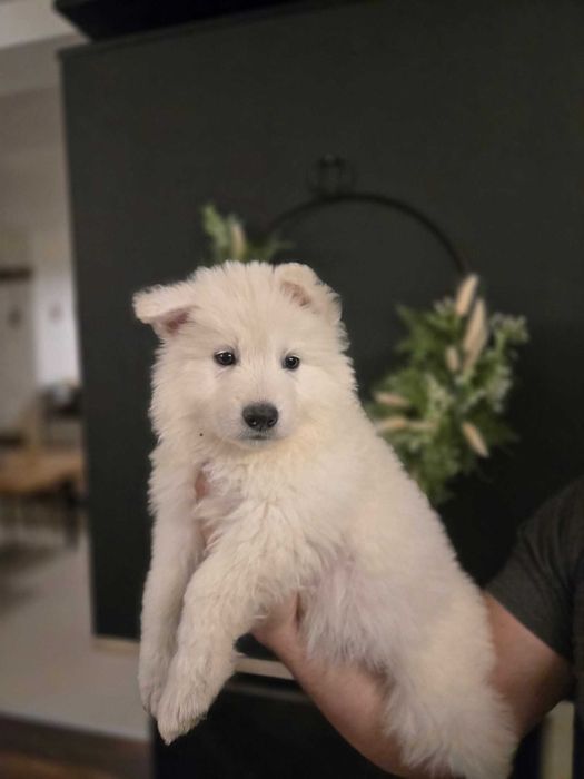 Białe owczarki szwajcarskie szukają domu