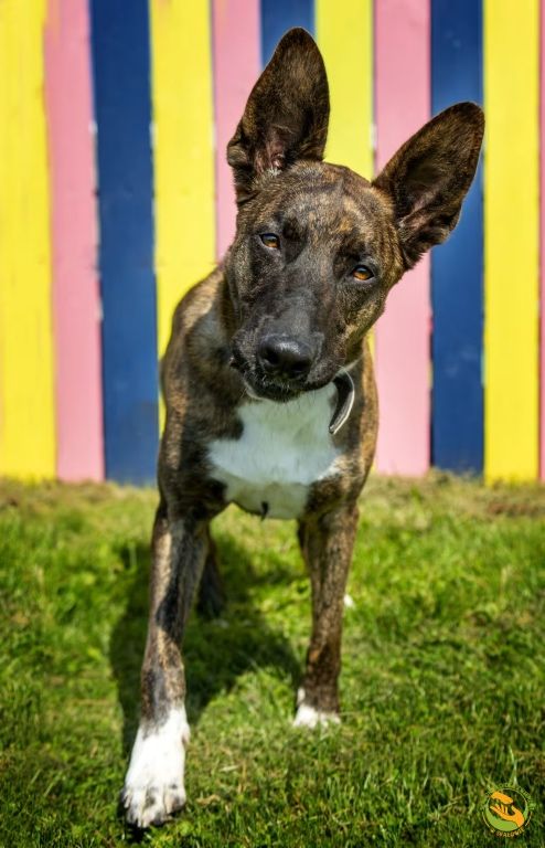 Norman - duży i silny pies do adopcji