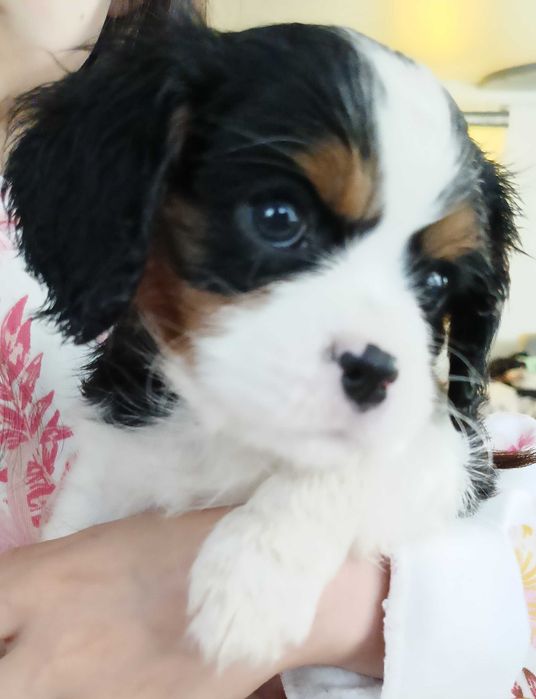 Cavalier King Charles Spaniel