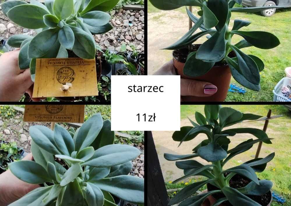 sansevieria, starzec, sukulenty, syngonium