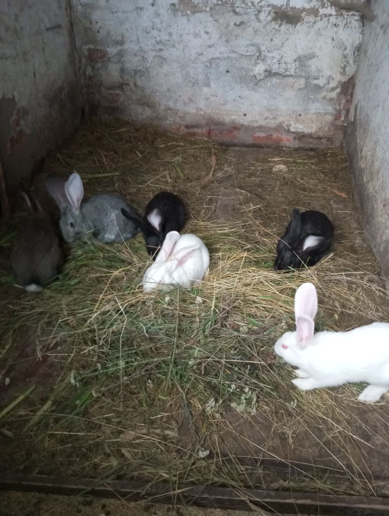 Продам самичок кролеків