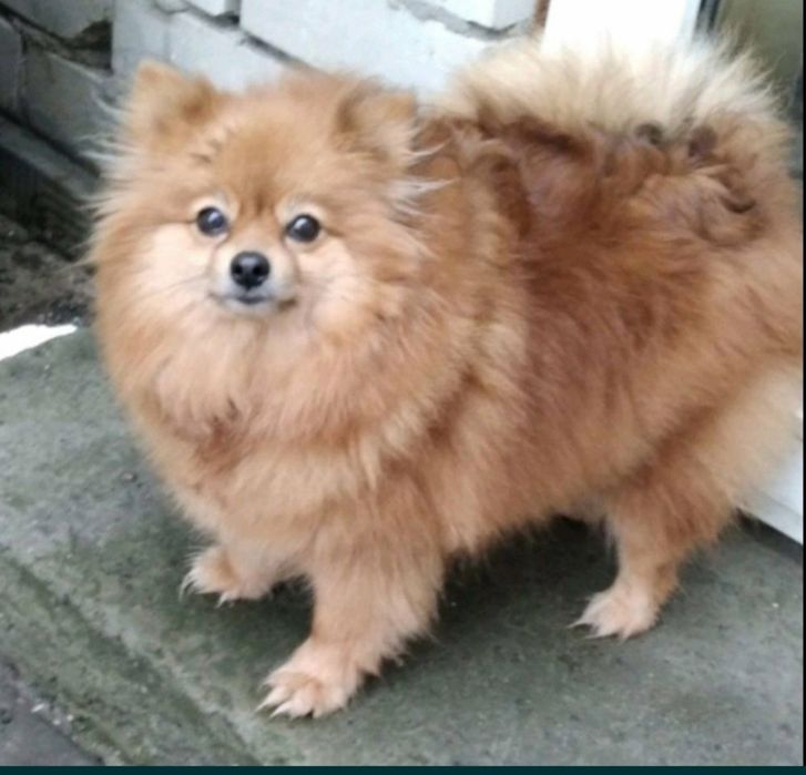 Шпиц померанский.Щеночки.