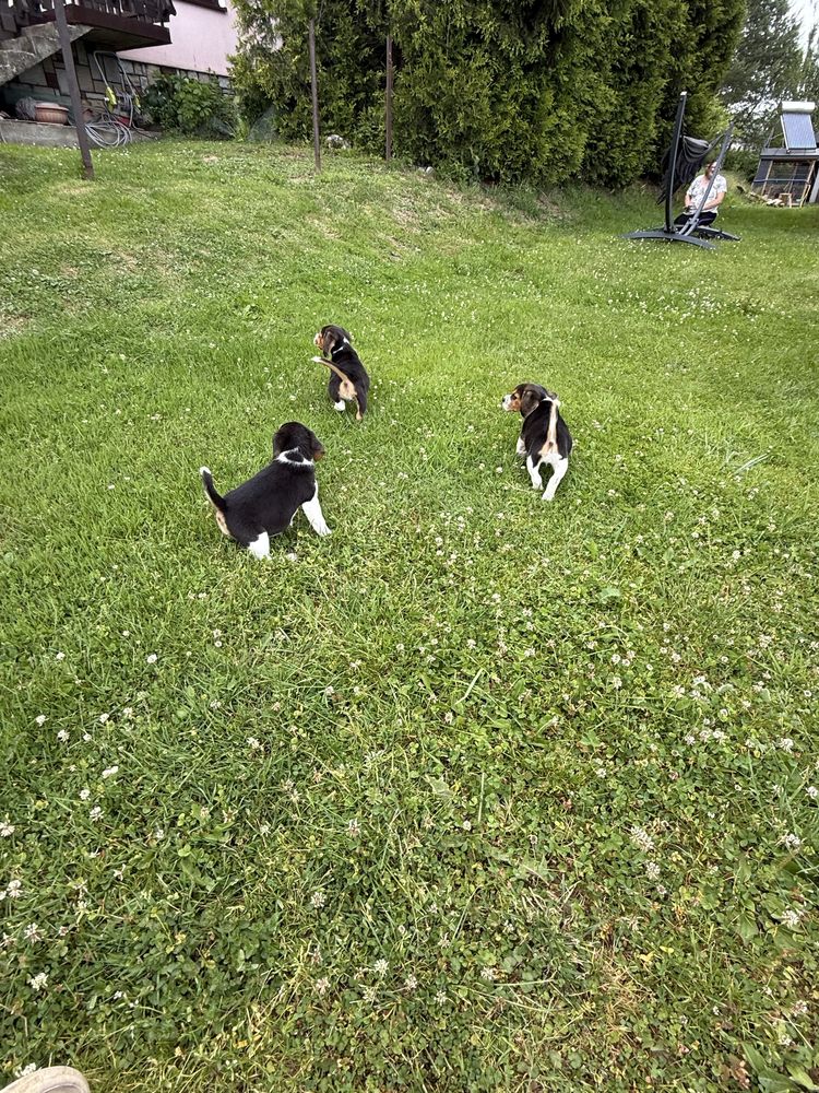Piękna sunia beagle