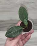 Хойя Hoya Elliptica splash, Undulata та ін.
