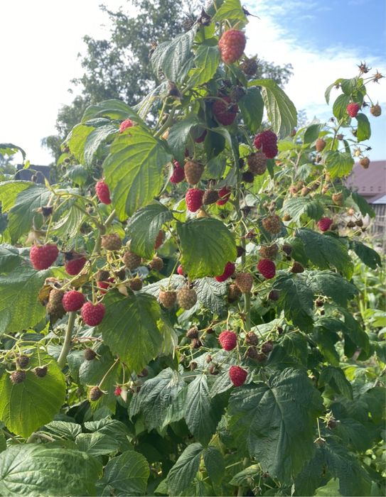Розпродаж Саджанців мал. Глен Ампл та Геракл