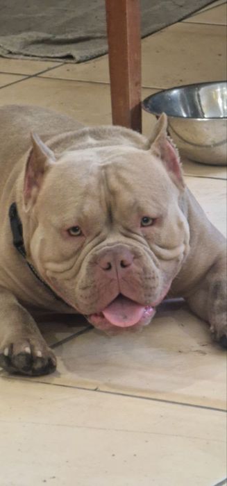 Готовий до стосунків кобель Американський Буллі  (вязка) Рівне Львів