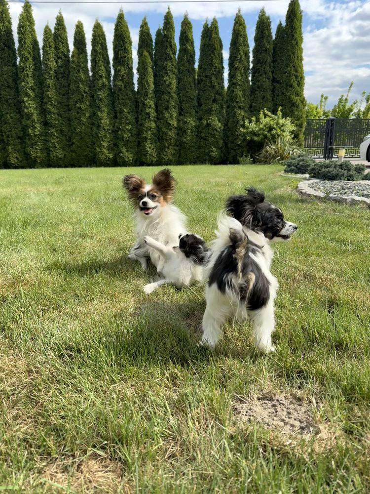 Papillon spaniel kontynentalny miniaturowy szczeniak