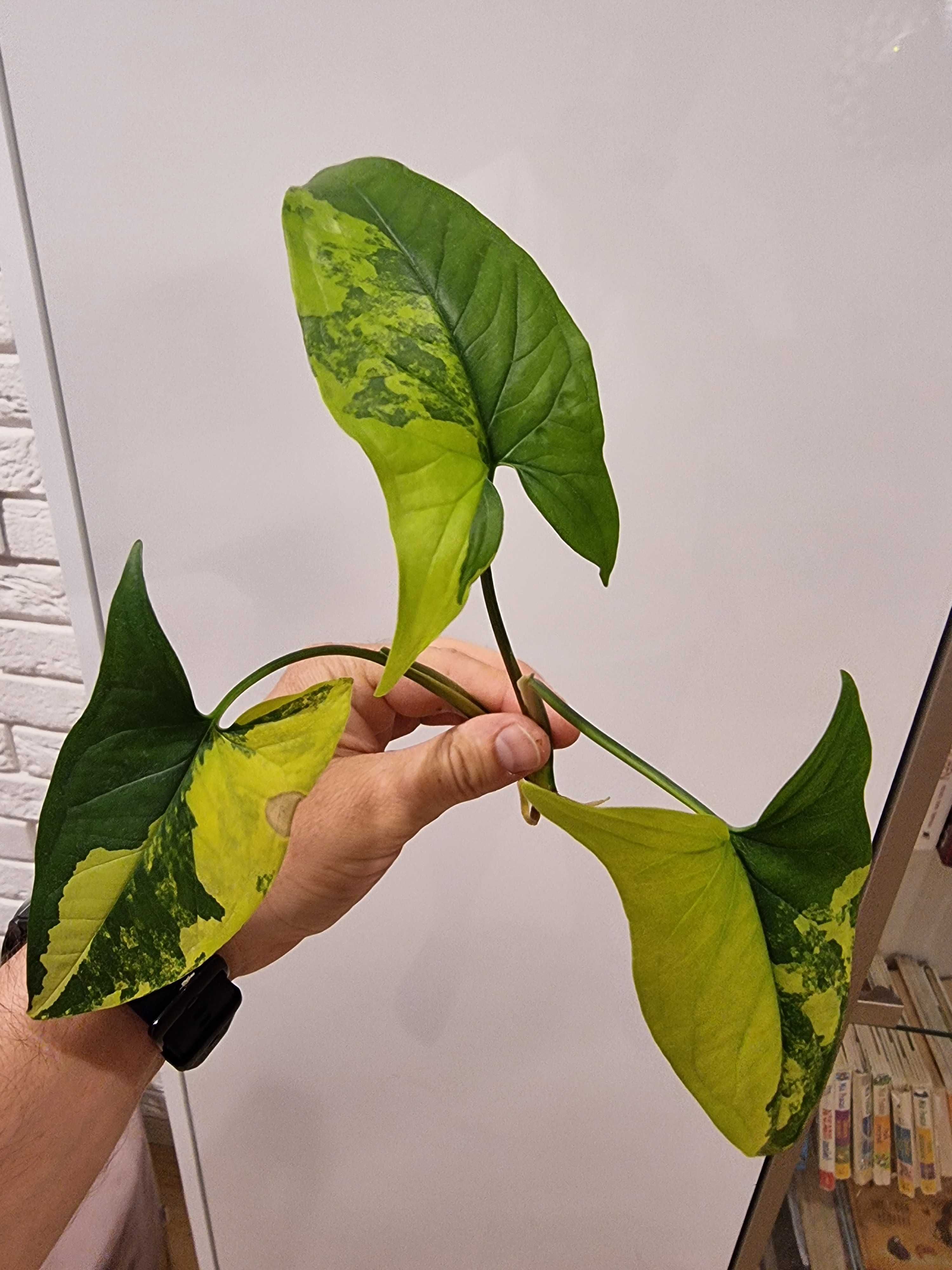 Syngonium Aurea Yellow Variagata