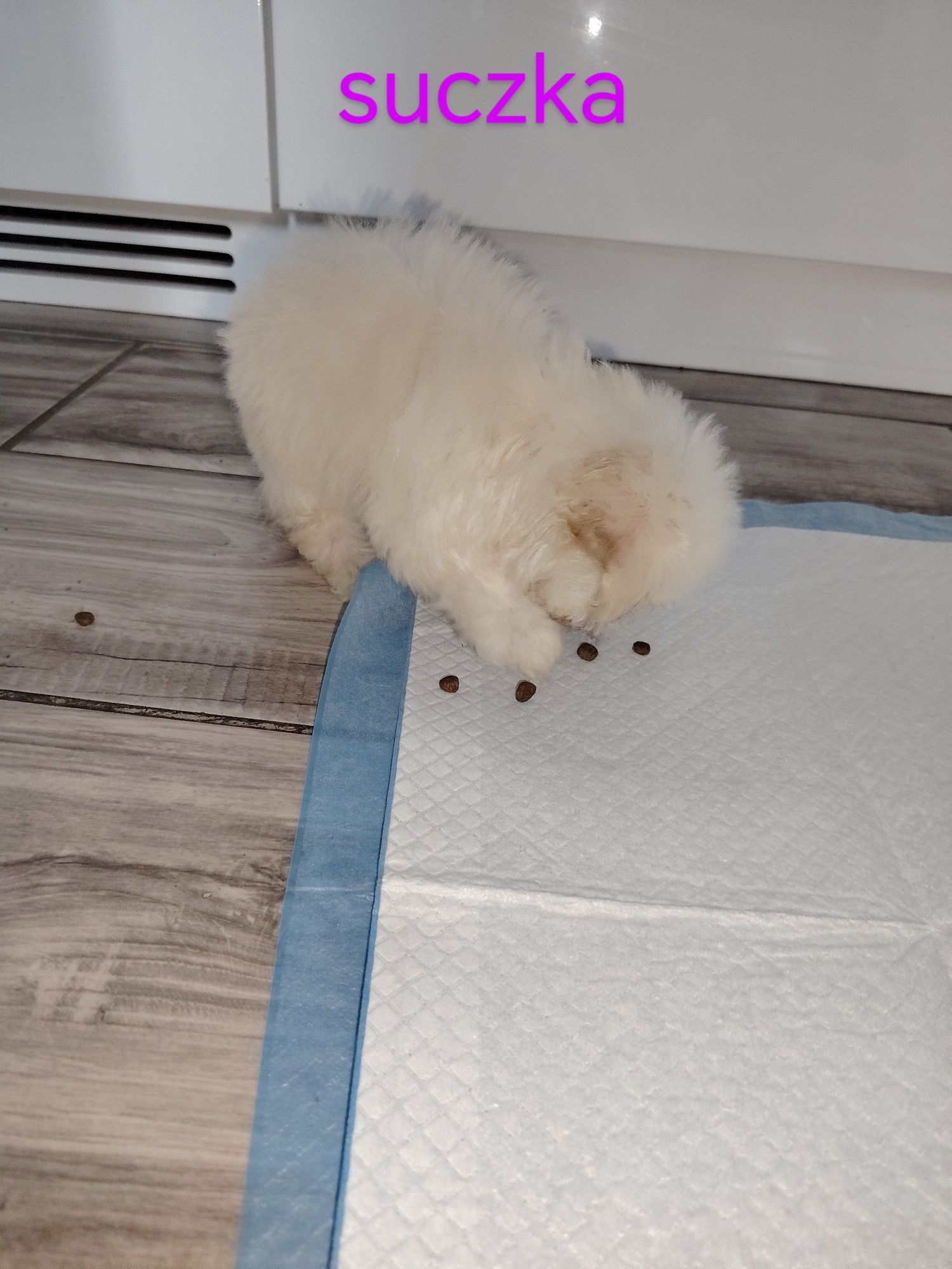 Maltipoo z włosem