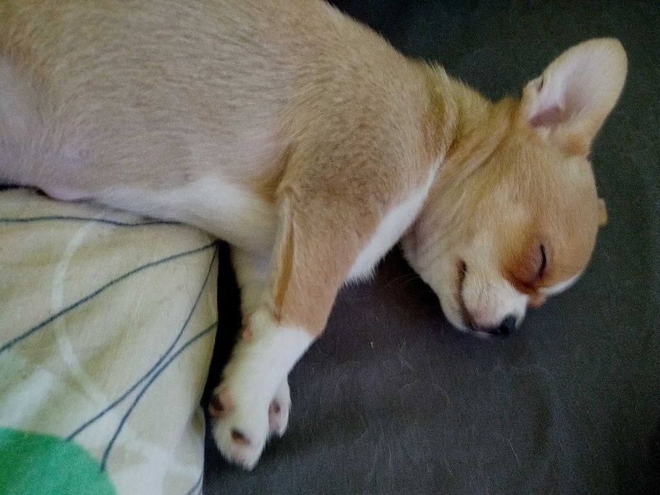 Chihuahua piesek gotowy na zmianę domu