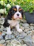 Cavalier King Charles Spaniel z rodowodem